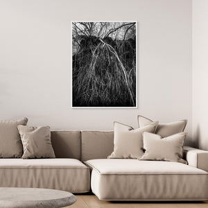 Rotvälta i Rya skog naturreservat – svartvitt naturfoto från Göteborg | Canvas