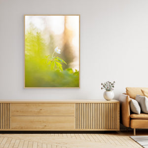 Vitsippa i mjukt ljus – Ellesbo Hisingen | Canvas