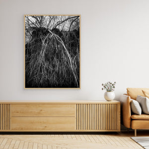 Rotvälta i Rya skog naturreservat – svartvitt naturfoto från Göteborg | Canvas
