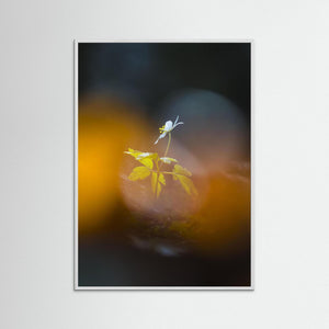Lilla Änggården, Göteborg – Ensam vitsippa i vårljus | Fine Art Print