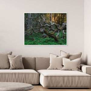 De vindvridna träden i Särö Västerskog | Canvas 