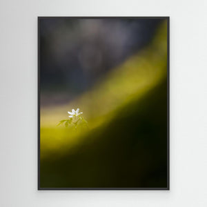 Botaniska trädgården, Göteborg – Vitsippa i vårens ljus | Canvas