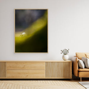 Botaniska trädgården, Göteborg – Vitsippa i vårens ljus | Canvas
