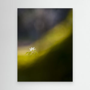 Botaniska trädgården, Göteborg – Vitsippa i vårens ljus | Canvas