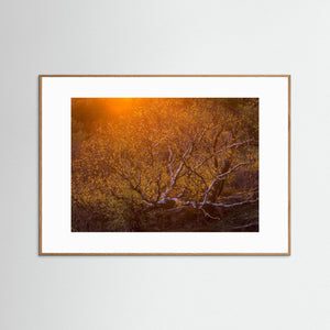 Solnedgång över björk i Änggårdsbergen | Fine Art Print