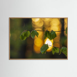 Boklöv i solnedgång vid Rådasjöns naturreservat | Fine Art Print 