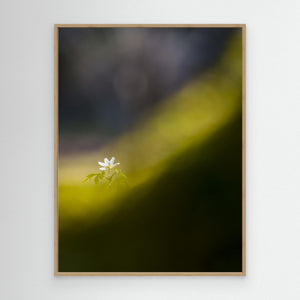 Botaniska trädgården, Göteborg – Vitsippa i vårens ljus | Canvas