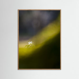 Botaniska trädgården, Göteborg – Vitsippa i vårens ljus | Fine Art Print