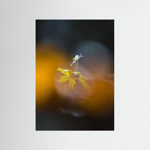 Lilla Änggården, Göteborg – Ensam vitsippa i vårljus | Fine Art Print