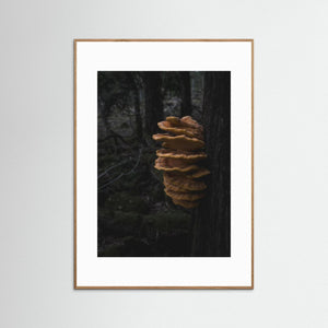 Svavelticka i Särö Västerskog | Fine Art Print från Halland