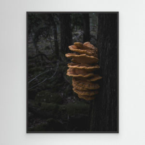 Svavelticka i Särö Västerskog | Canvas från Halland