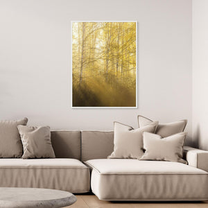 Morgonljus genom björkar i Gunnebo | Canvas från Mölndal