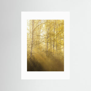 Morgonljus genom björkar i Gunnebo | Fine Art Print från Mölndal