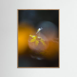 Lilla Änggården, Göteborg – Ensam vitsippa i vårljus | Fine Art Print