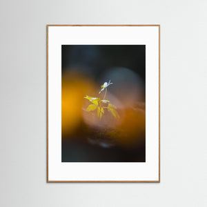 Lilla Änggården, Göteborg – Ensam vitsippa i vårljus | Fine Art Print