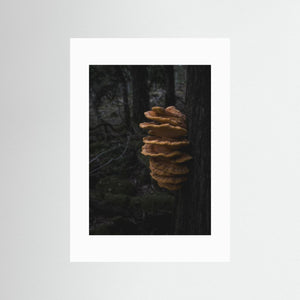 Svavelticka i Särö Västerskog | Fine Art Print från Halland