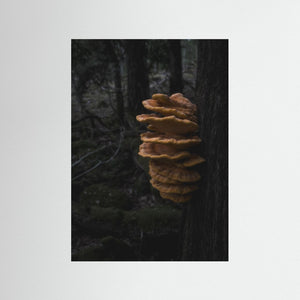 Svavelticka i Särö Västerskog | Fine Art Print från Halland