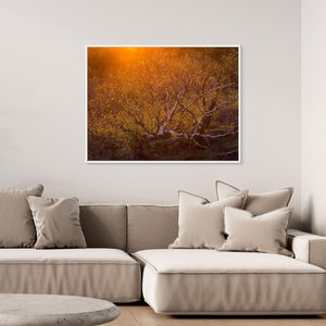 Solnedgång över björk i Änggårdsbergen | Canvas