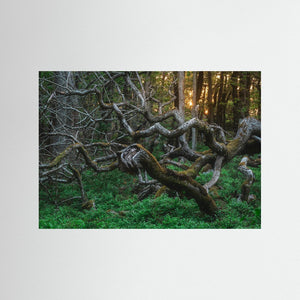 De vindvridna träden i Särö Västerskog | Fine Art Print