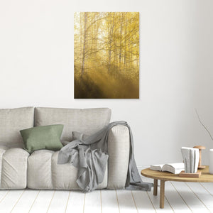 Morgonljus genom björkar i Gunnebo | Canvas från Mölndal
