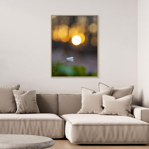 Rådasjöns Naturreservat, Härryda – Vitsippa i solnedgång | Canvas