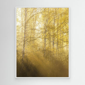 Morgonljus genom björkar i Gunnebo | Canvas från Mölndal