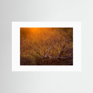 Solnedgång över björk i Änggårdsbergen | Fine Art Print