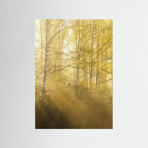 Morgonljus genom björkar i Gunnebo | Fine Art Print från Mölndal