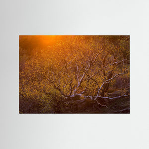 Solnedgång över björk i Änggårdsbergen | Fine Art Print