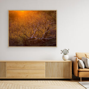 Solnedgång över björk i Änggårdsbergen | Canvas