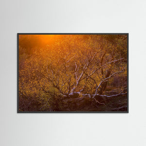 Solnedgång över björk i Änggårdsbergen | Fine Art Print