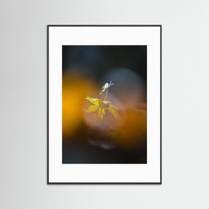 Lilla Änggården, Göteborg – Ensam vitsippa i vårljus | Fine Art Print