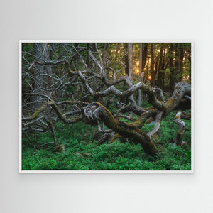 De vindvridna träden i Särö Västerskog | Canvas 
