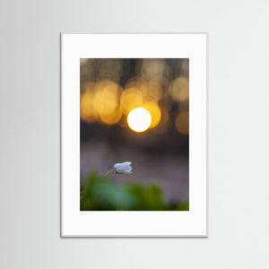 Rådasjöns Naturreservat, Härryda – Vitsippa i solnedgång | Fine Art Print