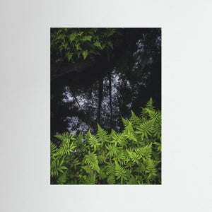 Ormbunkar och skogsspegling i Bråtaskogen | Fine Art Print från Härryda kommun