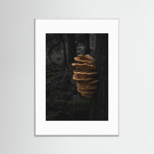 Svavelticka i Särö Västerskog | Fine Art Print från Halland