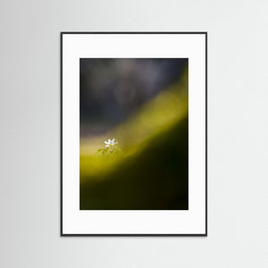 Botaniska trädgården, Göteborg – Vitsippa i vårens ljus | Fine Art Print
