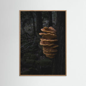 Svavelticka i Särö Västerskog | Fine Art Print från Halland