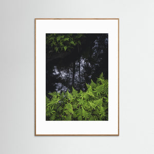 Ormbunkar och skogsspegling i Bråtaskogen | Fine Art Print från Härryda kommun
