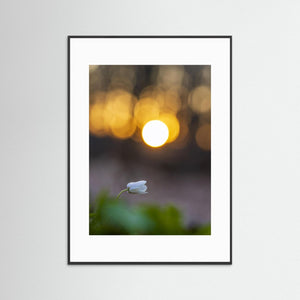 Rådasjöns Naturreservat, Härryda – Vitsippa i solnedgång | Fine Art Print