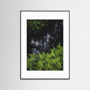 Ormbunkar och skogsspegling i Bråtaskogen | Fine Art Print från Härryda kommun