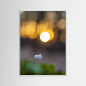 Rådasjöns Naturreservat, Härryda – Vitsippa i solnedgång | Fine Art Print