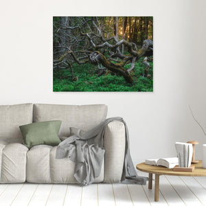 De vindvridna träden i Särö Västerskog | Canvas 