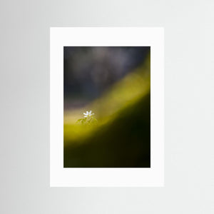 Botaniska trädgården, Göteborg – Vitsippa i vårens ljus | Fine Art Print