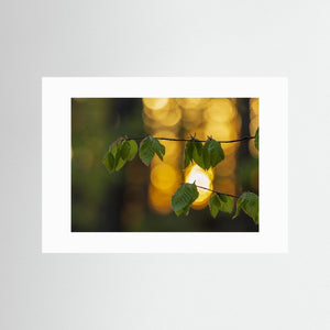 Boklöv i solnedgång vid Rådasjöns naturreservat | Fine Art Print 
