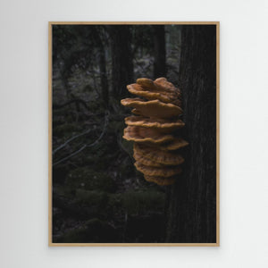 Svavelticka i Särö Västerskog | Canvas från Halland