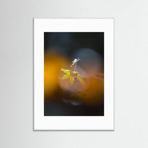 Lilla Änggården, Göteborg – Ensam vitsippa i vårljus | Fine Art Print