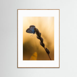 Blåvinge i solnedgång – Fine Art Print från Änggårdsbergens naturreservat