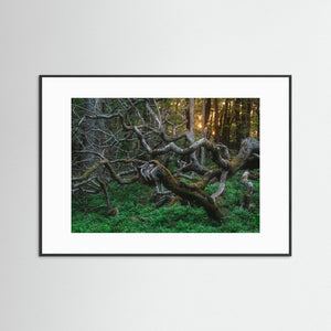 De vindvridna träden i Särö Västerskog | Fine Art Print
