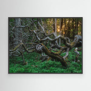 De vindvridna träden i Särö Västerskog | Canvas 